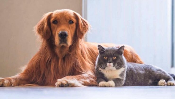 Sahipli kedi ve köpekler için kimlik zorunluluğu