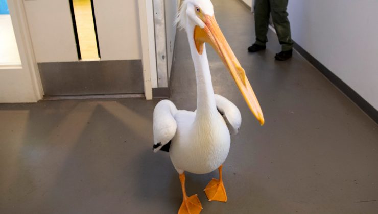 Pelikan Amos artık bir hayvan elçisi