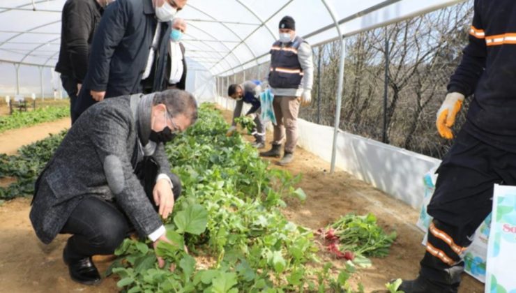 Belediyenin yetiştirdiği sebzeler ihtiyaç sahiplerine ulaştırılıyor