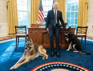 Biden’ın köpeği Major, Beyaz Saray’ı birbirine kattı