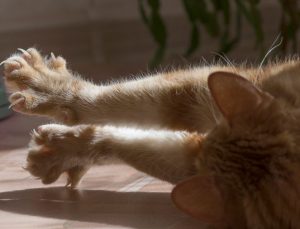 Kedilerden bulaşan bakteri ve şizofreni bağlantısı