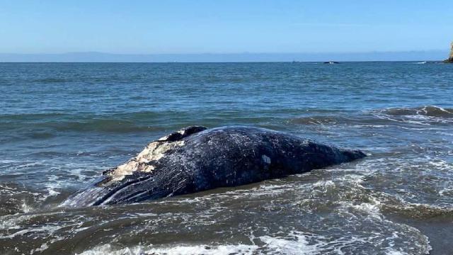 ABD’de 8 gün içinde 4 gri balina cesedi bulundu