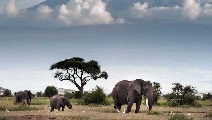 Güney Afrikalı kaçak avcı fillerin altında ezilerek öldü