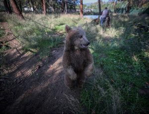 Kaliforniya’daki ayıların neden arkadaş canlısı olduğu ortaya çıktı