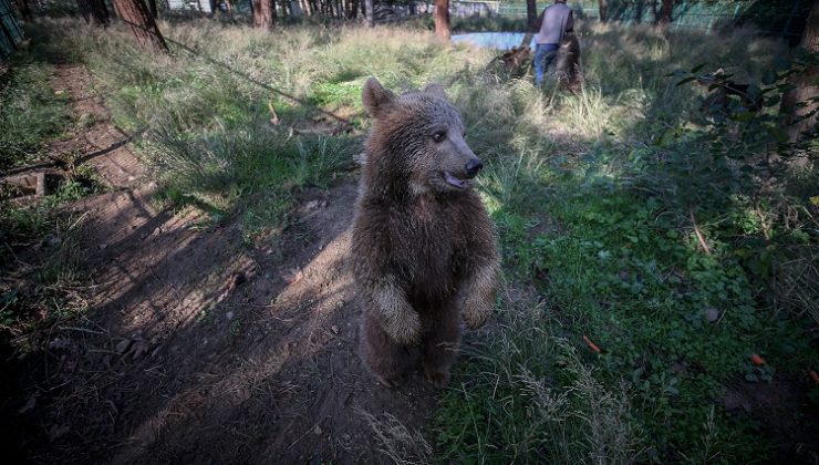 Kaliforniya’daki ayıların neden arkadaş canlısı olduğu ortaya çıktı