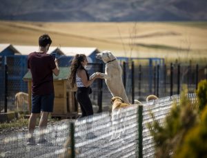 Ankara’da hayvanseverlerin inşa ettiği 1.000 köpek kapasiteli “Patipark” açıldı