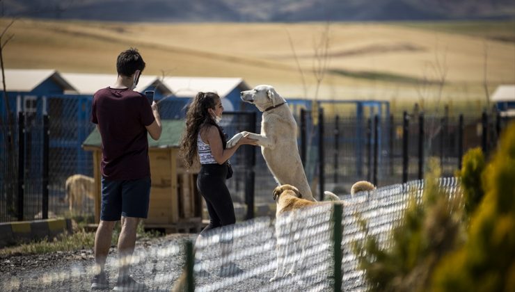 Ankara’da hayvanseverlerin inşa ettiği 1.000 köpek kapasiteli “Patipark” açıldı