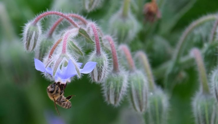 Bal arıları koronavirüsü tespit ediyor