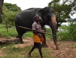 Hindistan’da yıldırım düşmesinin ardından 18 fil ölü bulundu