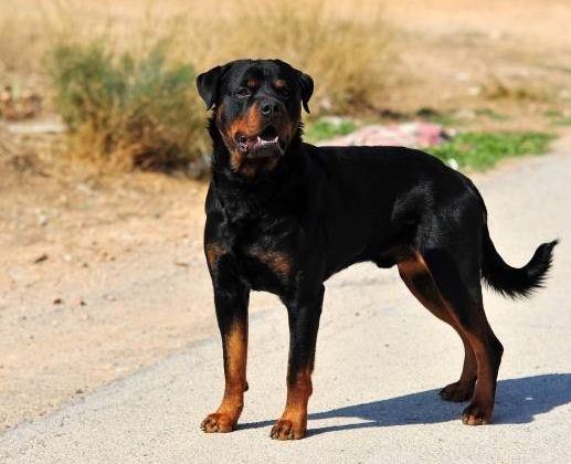 Evcil köpeklerinin saldırısına uğrayan 10 aylık bebek can verdi