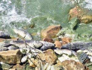 Lübnan’daki Karun Baraj Göleti’nde tonlarca balık telef oldu