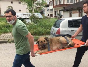 Yaralı köpeği sedyeyle veterinere taşıdılar
