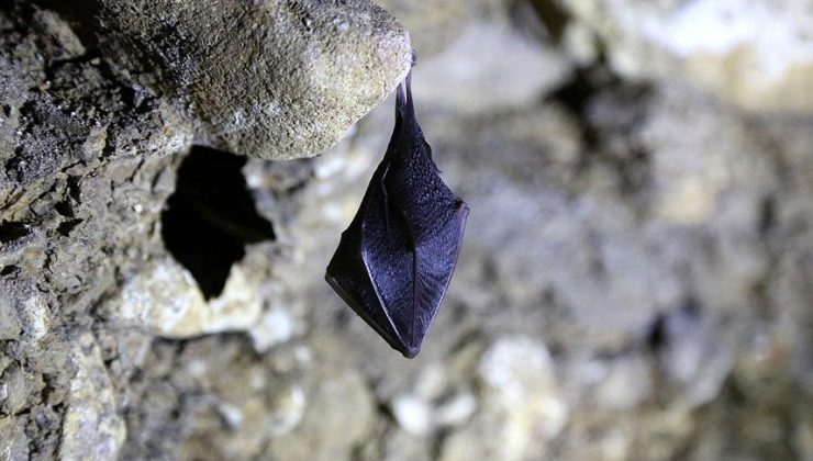 Yarasalarda görülen koronavirüslerin soy ağacında yeni bir dala rastlandı