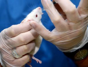 Bilim insanları, farelerin yaşam süresini uzattı
