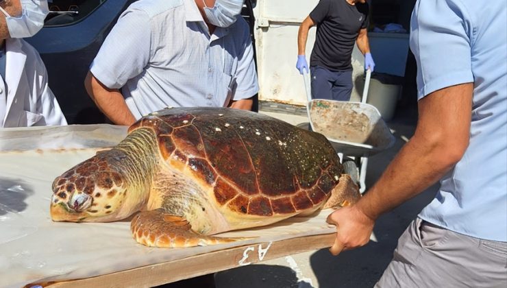 İzmir’de yaralı bulunan caretta caretta kurtarılamadı