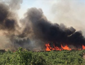 Edirne’de yanlışlıkla ormanı yaktı: 155 bin lira ceza kesildi