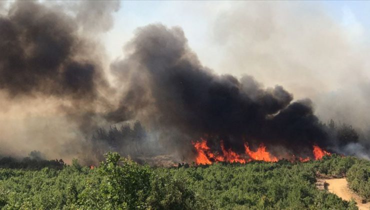 Edirne’de yanlışlıkla ormanı yaktı: 155 bin lira ceza kesildi
