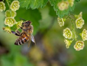 İngiltere’yi katil arılar sardı, doğanın dengesi değişebilir