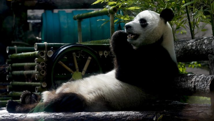 Japonya’da panda ikiz doğurdu