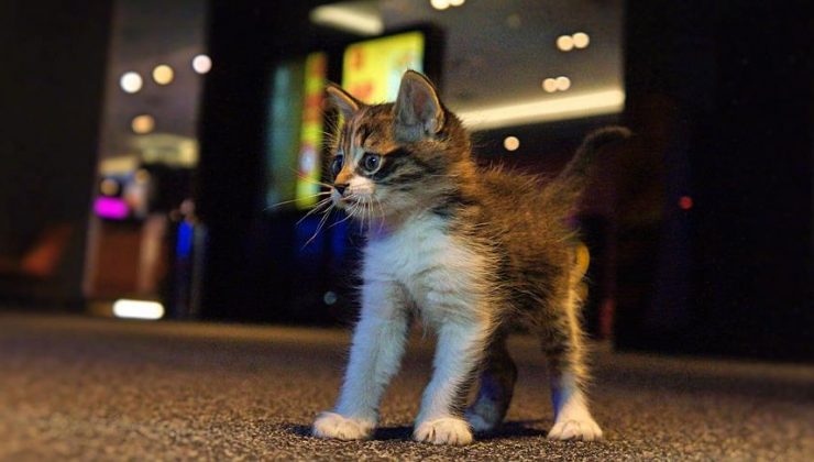 Kedi yiyen Japon uyruklu kişinin komşusu anlattı: Kedileri bir kovaya doldurarak evine çıkarttı