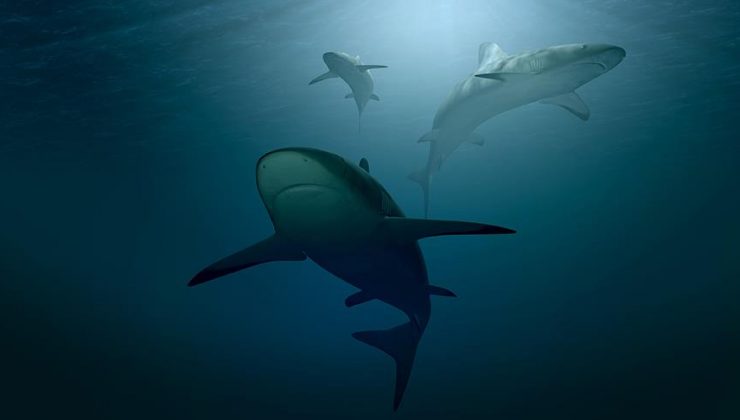 Sürekli yüzmek zorunda olan köpekbalıkları nasıl dinleniyor?