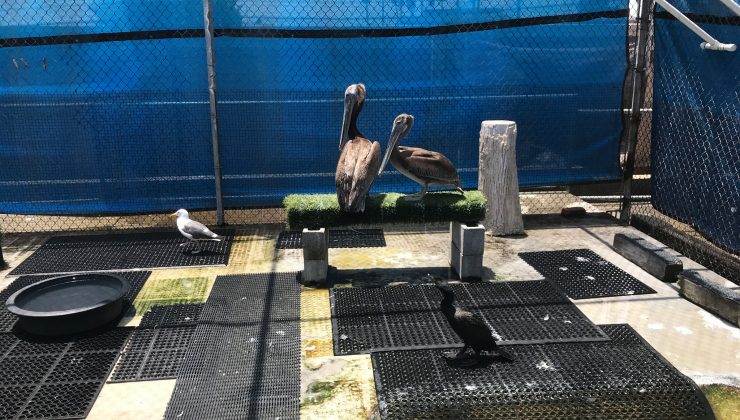 Kaliforniya polisi 32 pelikanı yaralayan saldırganı arıyor