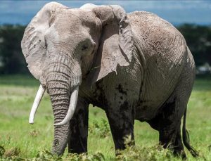 Vefalı fil! Ölen bakıcısını son kez görmek için kilometrelerce yürüdü