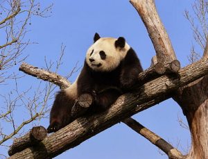 Dev pandalar aralık ayında Smithsonian Ulusal Hayvanat Bahçesi’nden ayrılacak