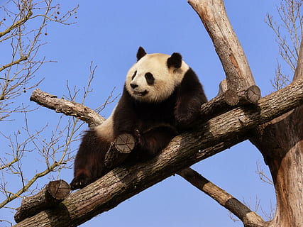 50 yıllık koruma çabaları sonuç verdi: Çin, pandaları nesli tükenmekte olan türler listesinden çıkardı