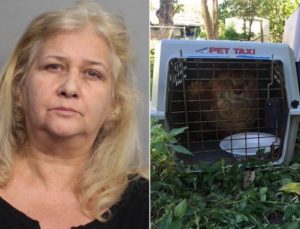 Kedilere işkence eden kadına hapis cezası