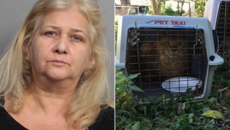 Kedilere işkence eden kadına hapis cezası