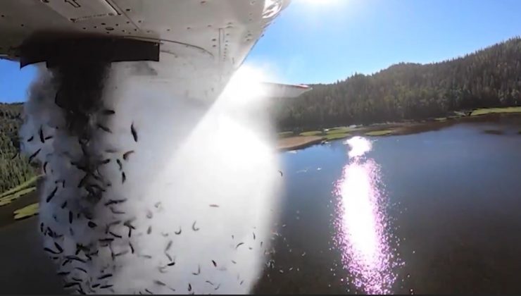Utah’ta balıklar uçaklarla göllere bırakıldı
