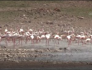 “Flamingo ölümlerinin nedeni popülasyon artışı”