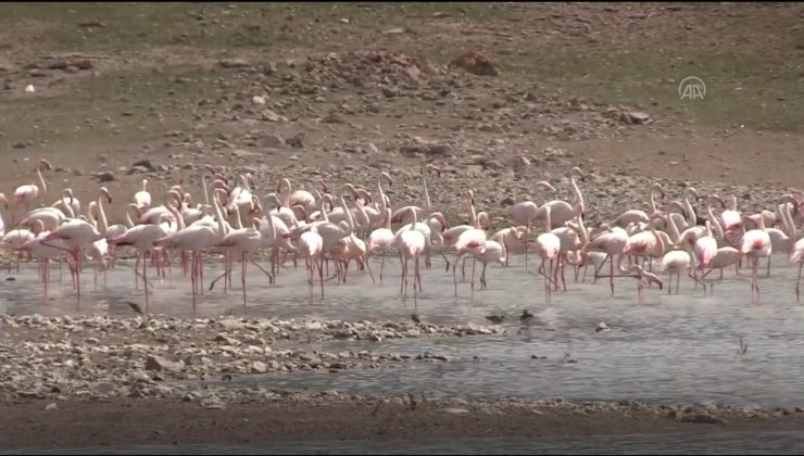 “Flamingo ölümlerinin nedeni popülasyon artışı”