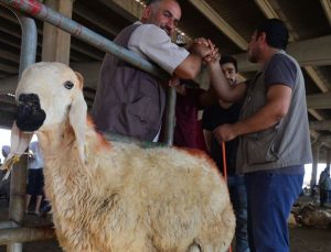 Kurban satış ve kesim yerlerinde Kovid tedbirleri