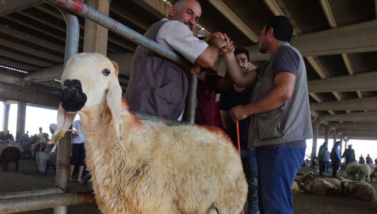 Kurban satış ve kesim yerlerinde Kovid tedbirleri