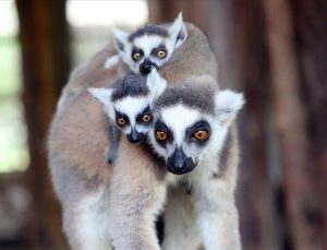 Tarsus Doğa Parkı’nın “Madagaskarlı” sakinleri: Lemurlar