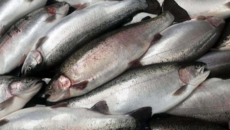 ABD’nin batısında ısınan nehirler balıkları öldürüyor