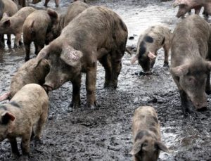 Yaban domuzları 1 milyon arabadan fazla karbondioksit salıyor