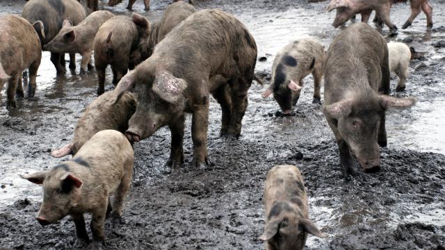 Yaban domuzları 1 milyon arabadan fazla karbondioksit salıyor