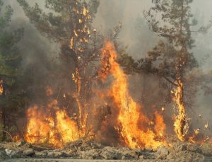 Aydın’da çıkan orman yangını Muğla sınırına yaklaştı