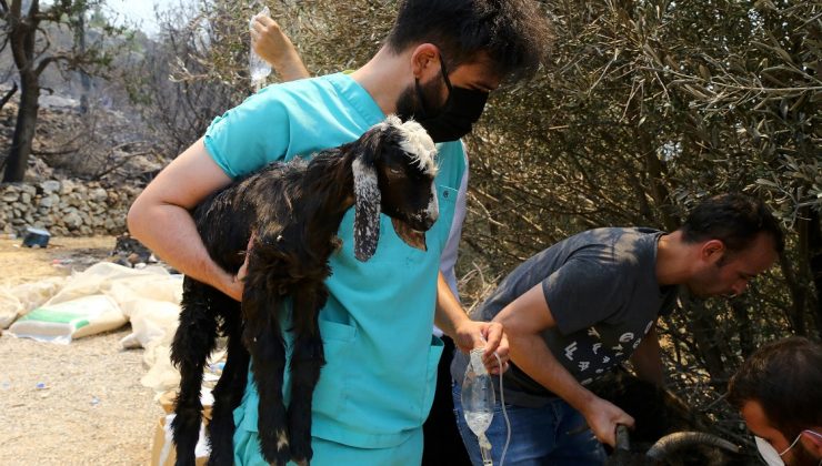 Yangından etkilenen hayvanlar için zamanla yarışıyorlar