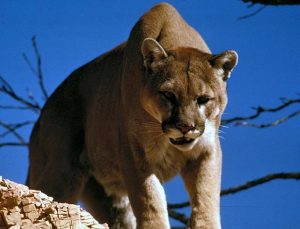 California’da bir anne, aslanın saldırısına uğrayan çocuğunu kurtardı