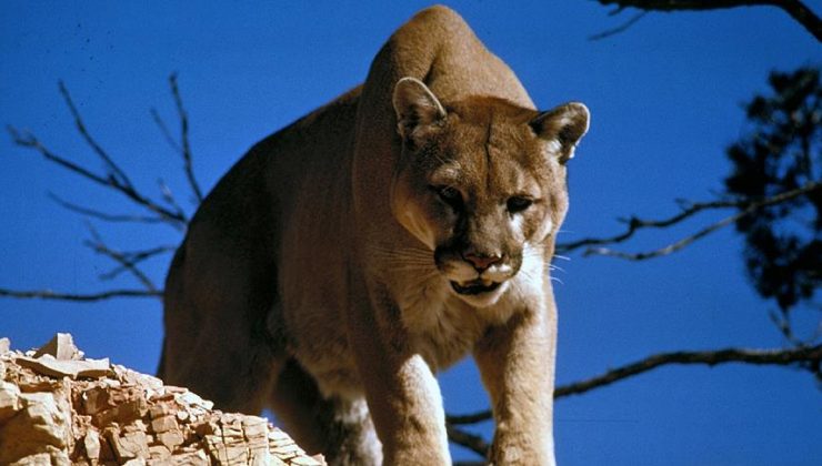California’da bir anne, aslanın saldırısına uğrayan çocuğunu kurtardı