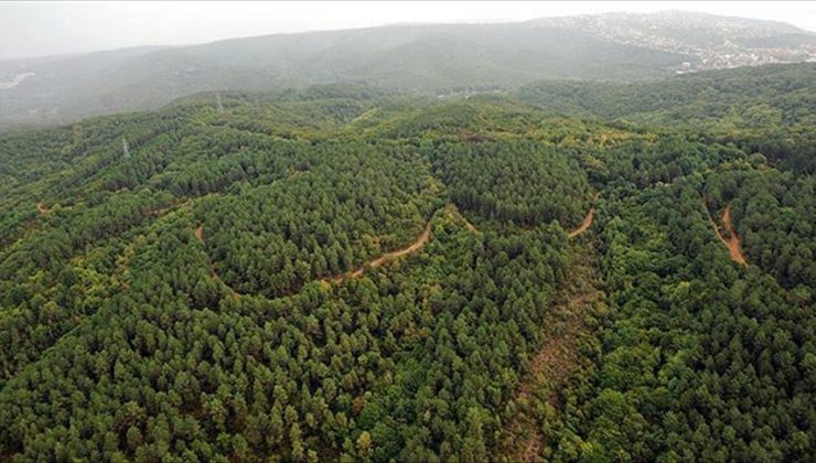 Aydos Ormanı’nda yangın çıkaran sanığa müebbet