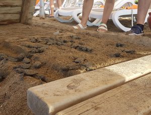 Antalya’da 60 caretta caretta yavrusu ölü bulundu