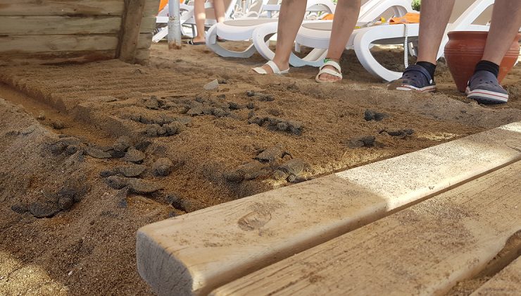 Antalya’da 60 caretta caretta yavrusu ölü bulundu