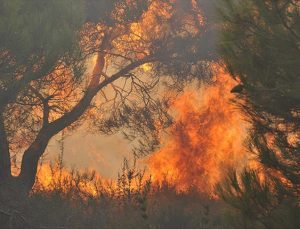 Kanada’da orman yangınları sürüyor