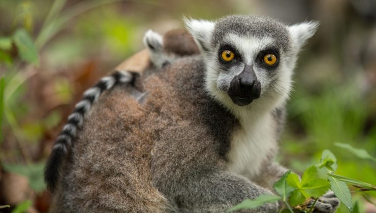 Fransa’da bir garip hırsızlık: Hayvanat bahçesinden maymun çaldılar