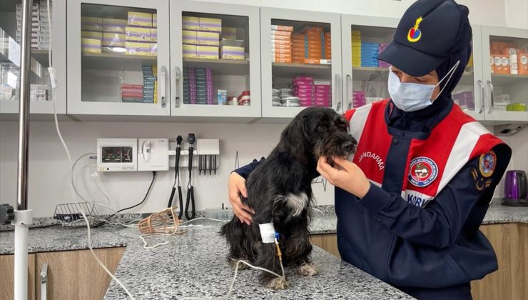 Ordu`da köpeği motosikletin arkasına bağlayıp eziyet eden kişi yakalandı